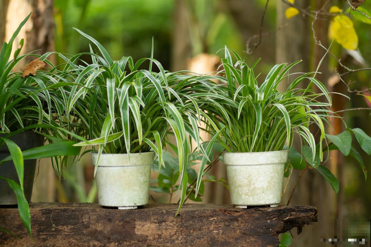 花叶吊兰怎么养? 花叶吊兰怎么养?