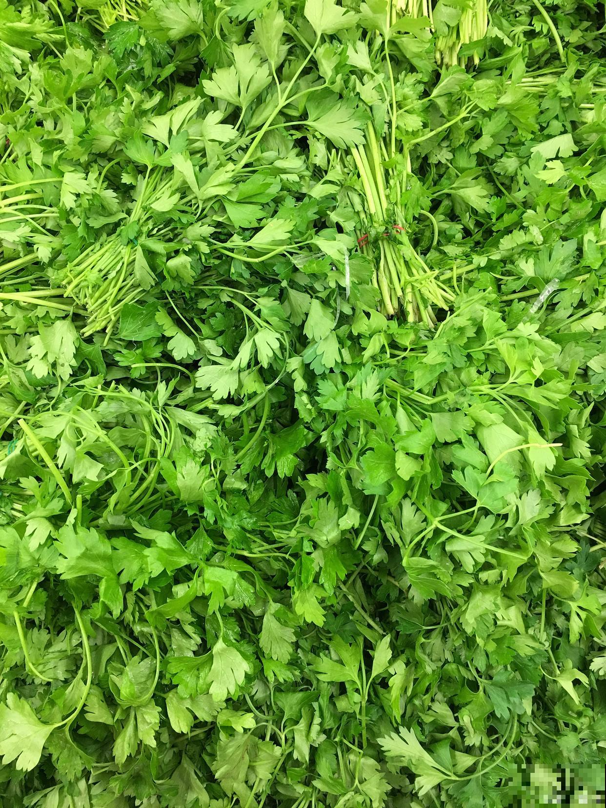 水芹菜怎么种植？