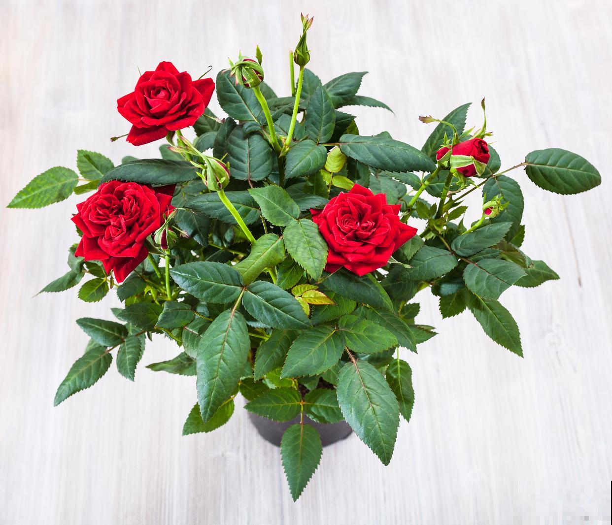 玫瑰花盆栽怎么养 玫瑰花盆栽怎么养