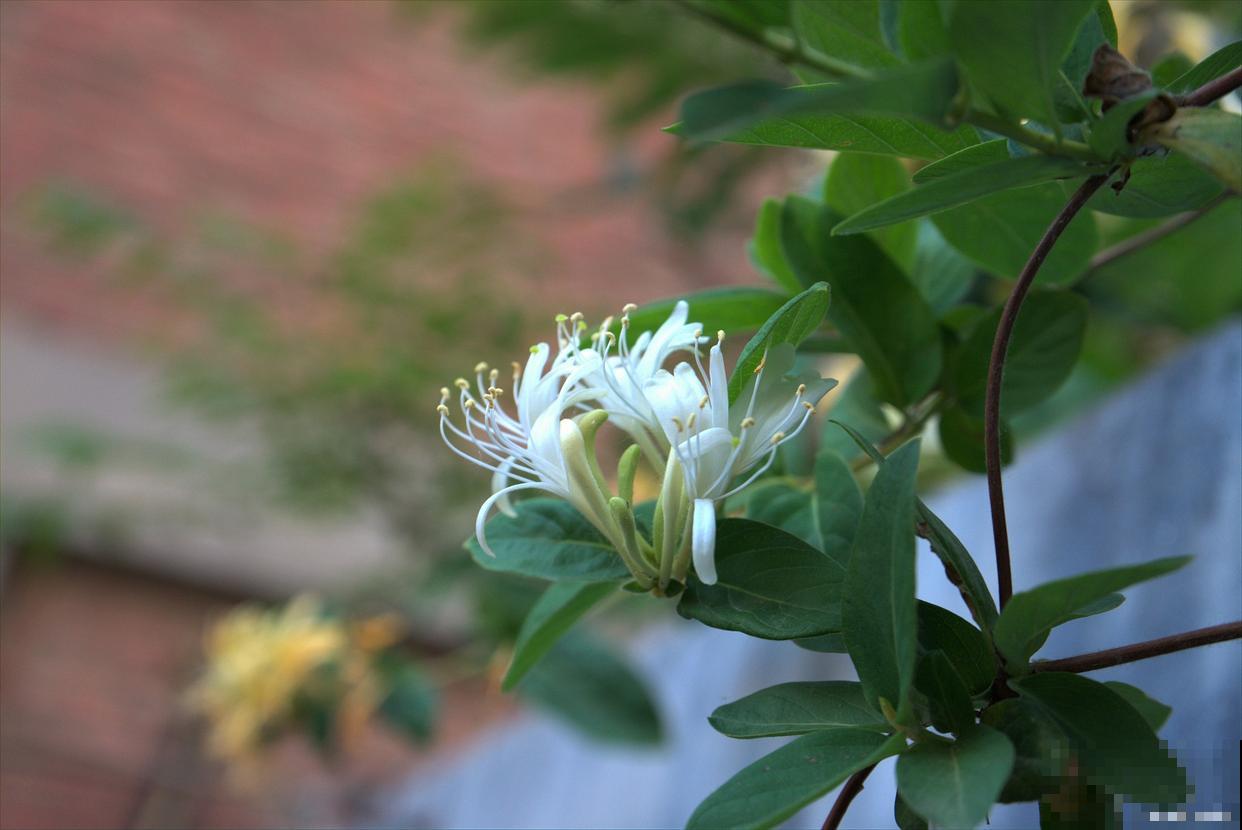 金银花施什么肥料最好 金银花施什么肥料最好