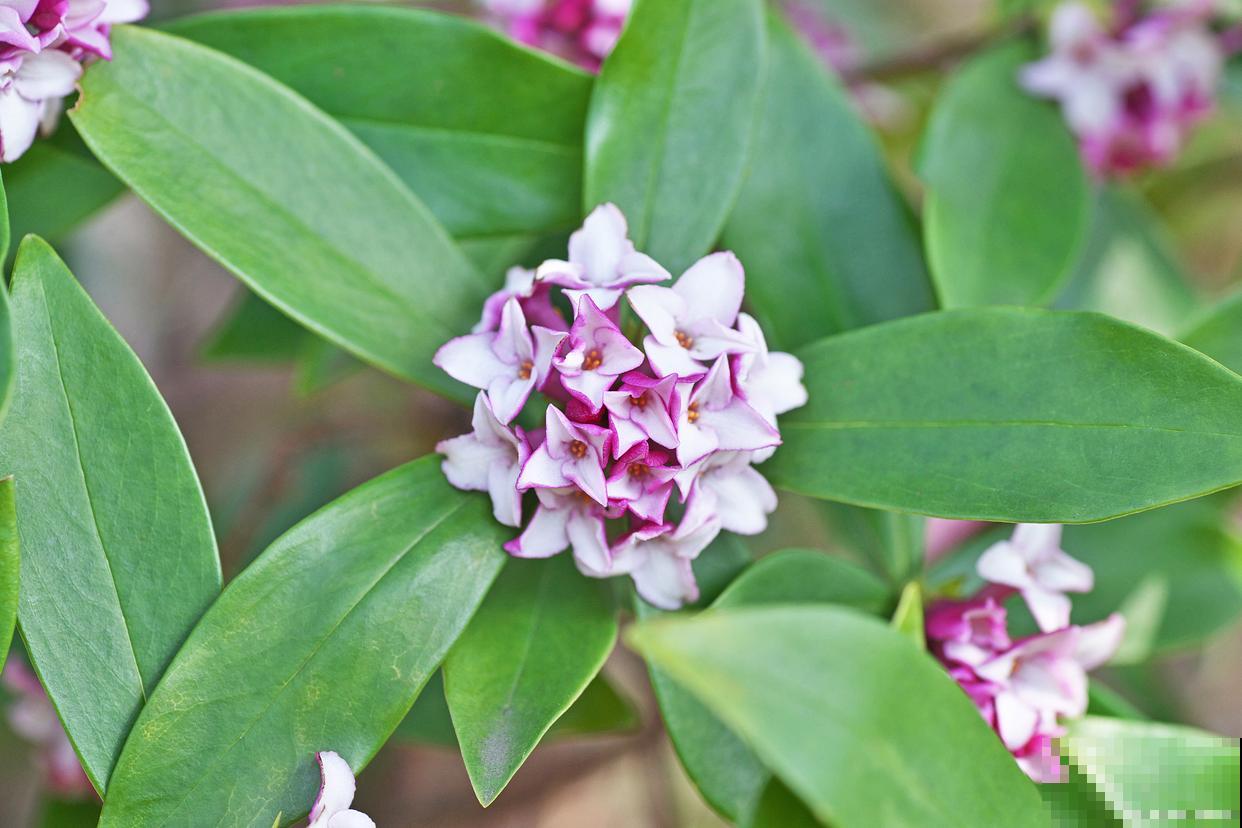 瑞香叶子蔫了怎么回事