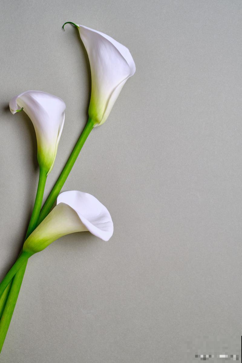 马蹄莲能养多久？