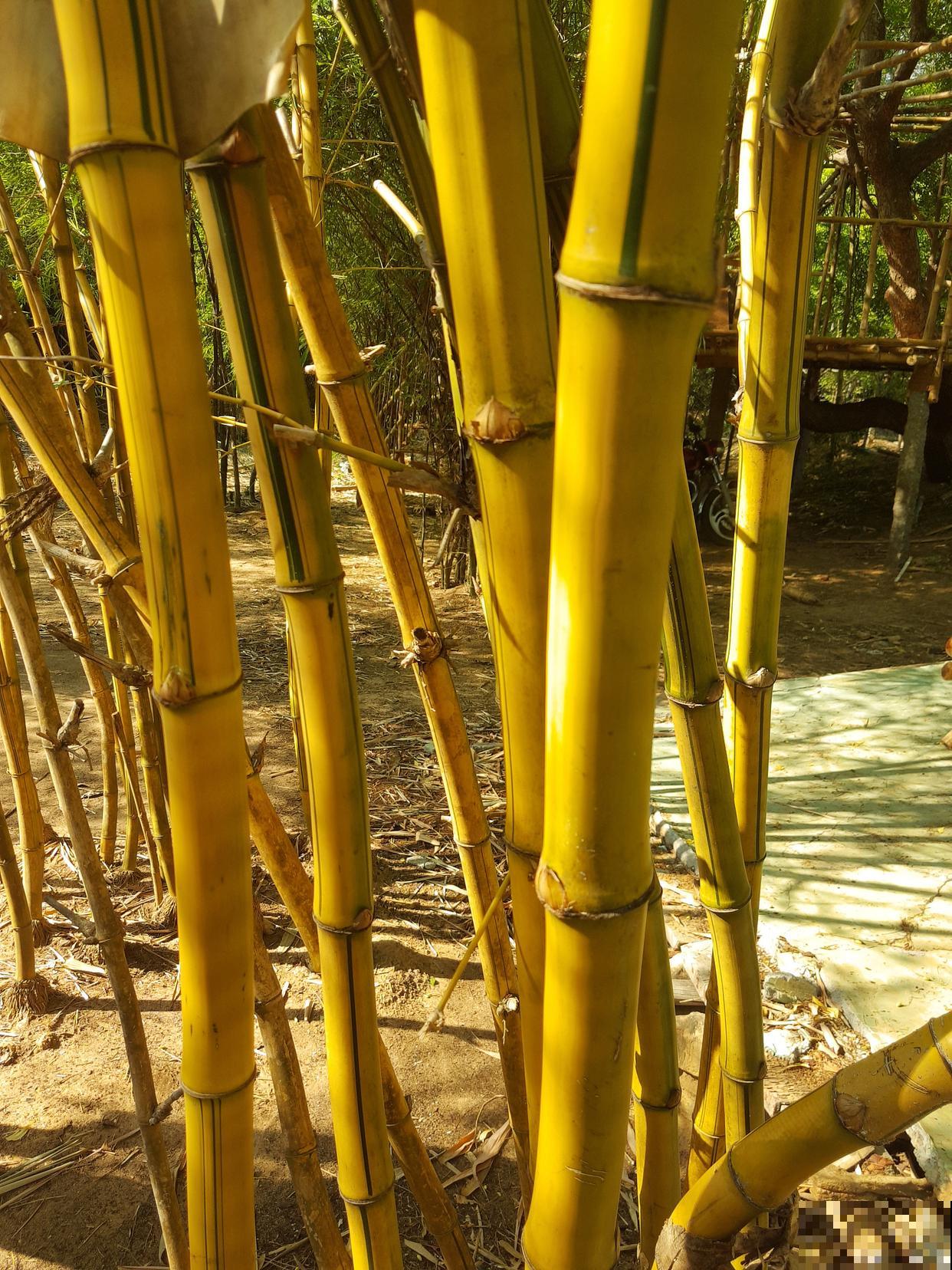 适合北方耐寒的竹子品种 适合北方耐寒的竹子品种