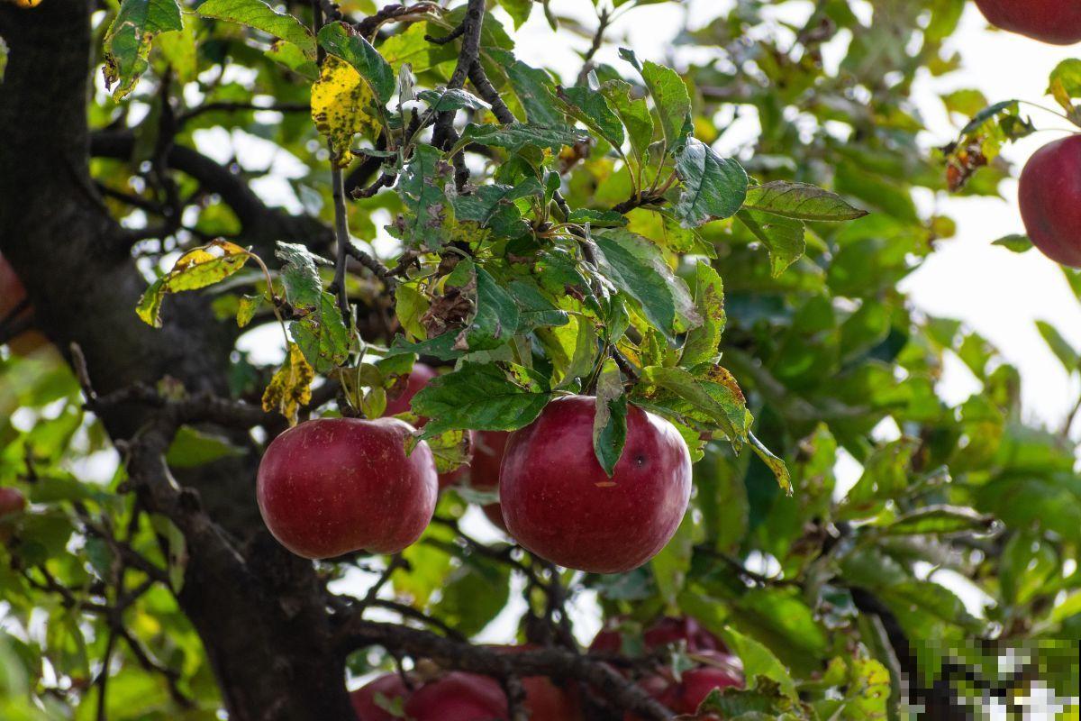 夏季植物有哪些？