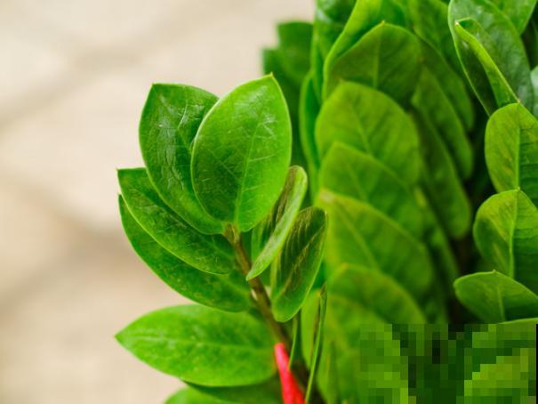 金钱树叶子有斑点，主要和这3点有关，快来看看你的是什么原因