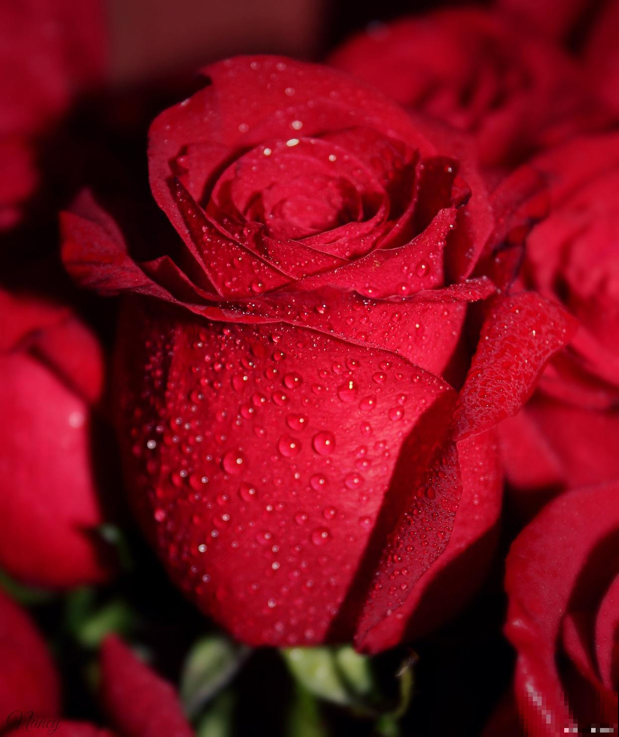 玫瑰花怎么移栽？