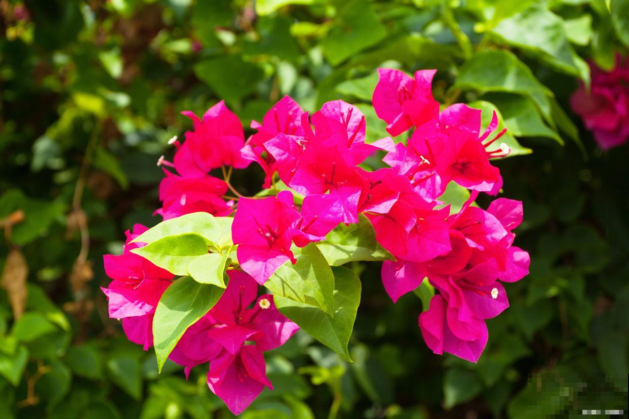 三角梅伤根的后怎么处理