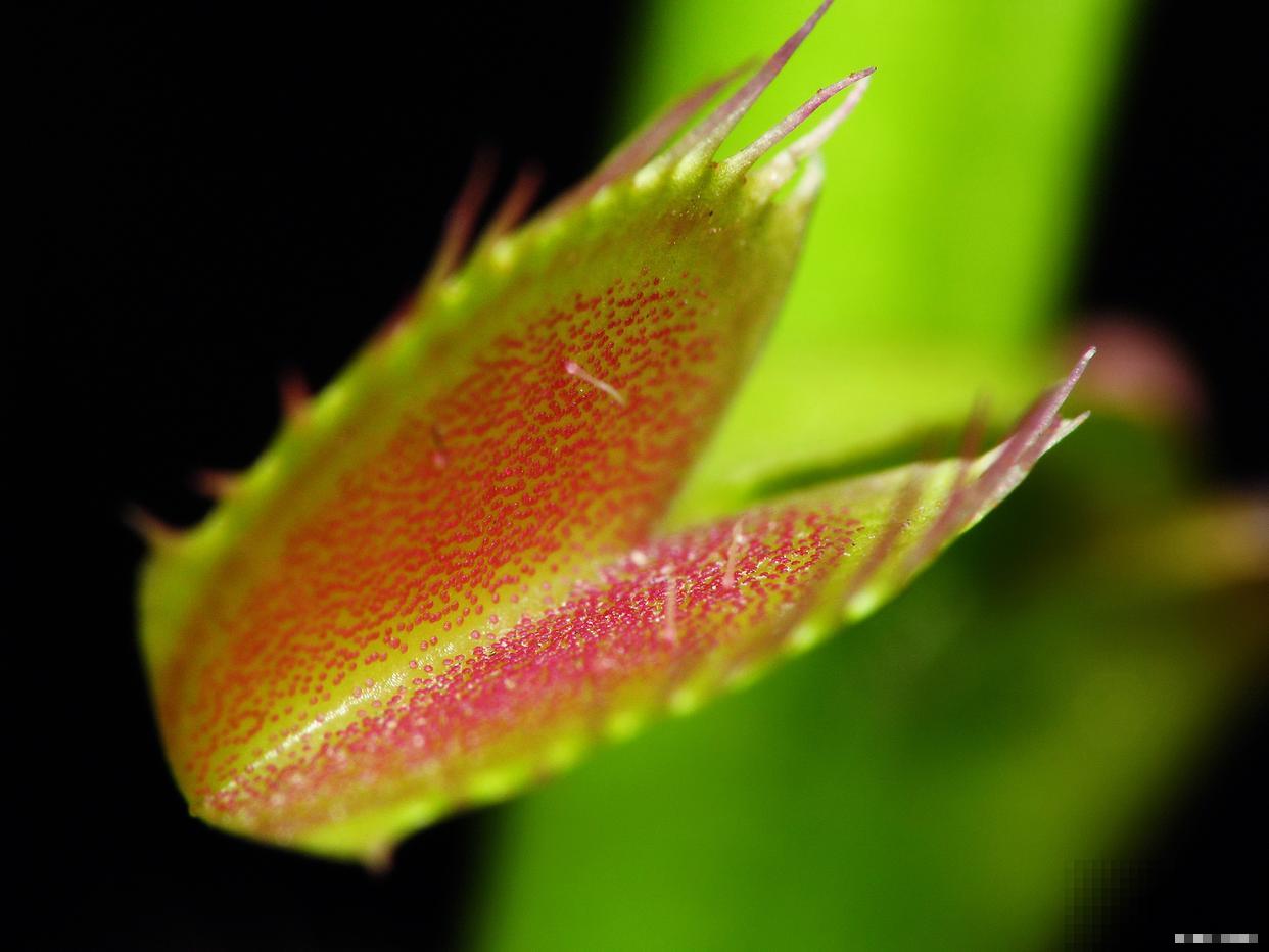 如何养捕蝇草的？