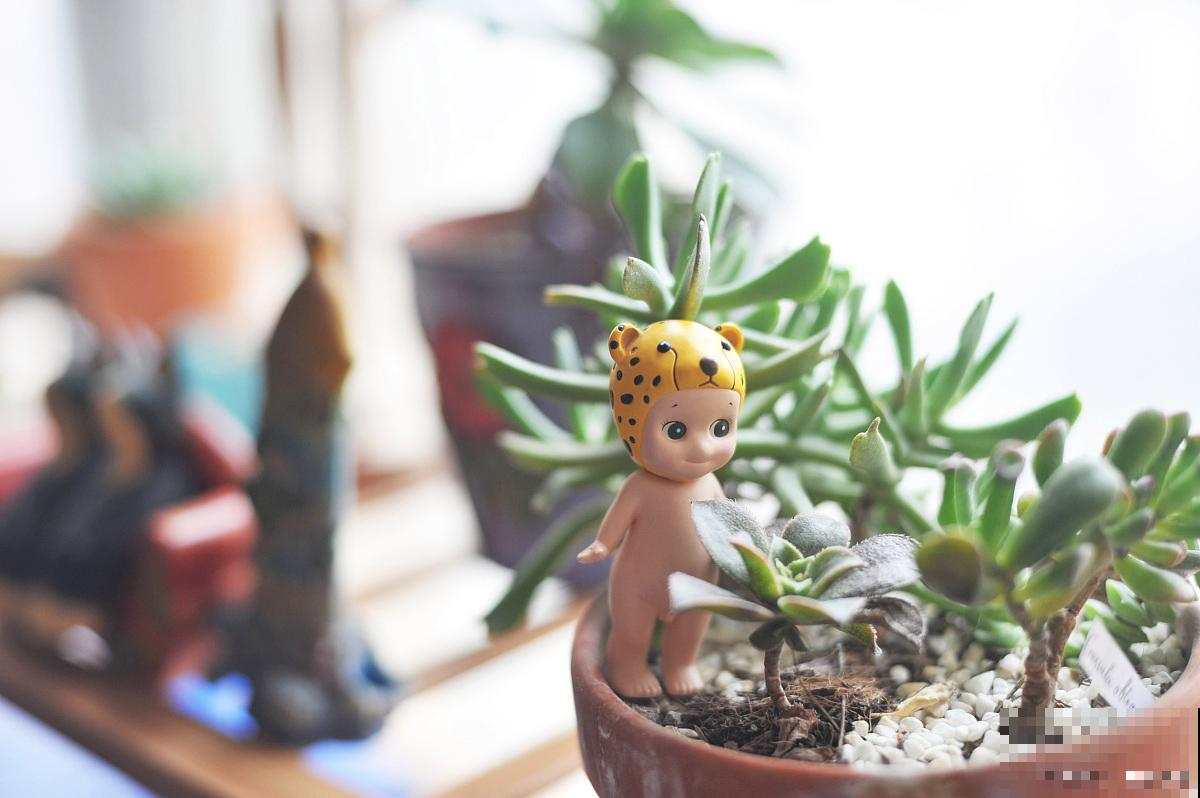 艳日辉怎么浇水？