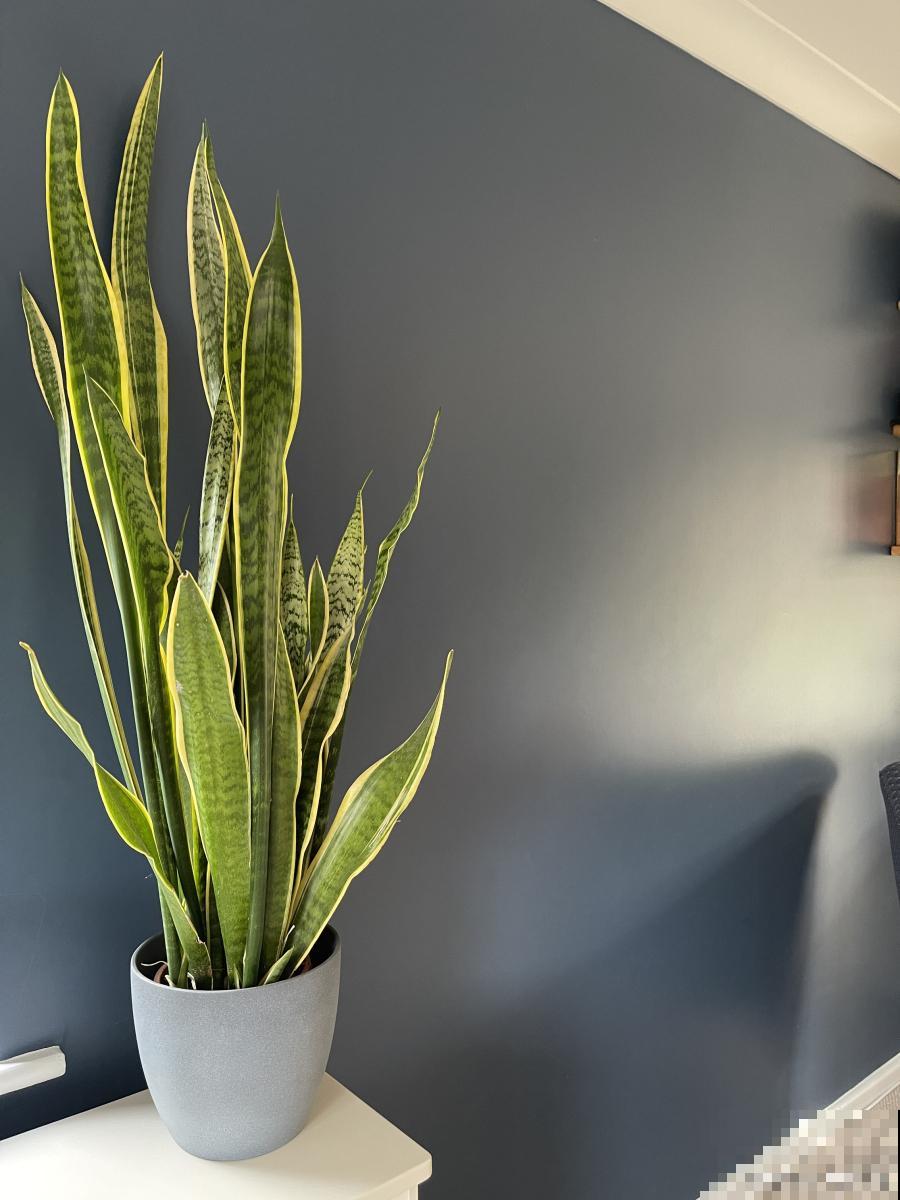 虎皮兰叶子边缘干枯怎么办