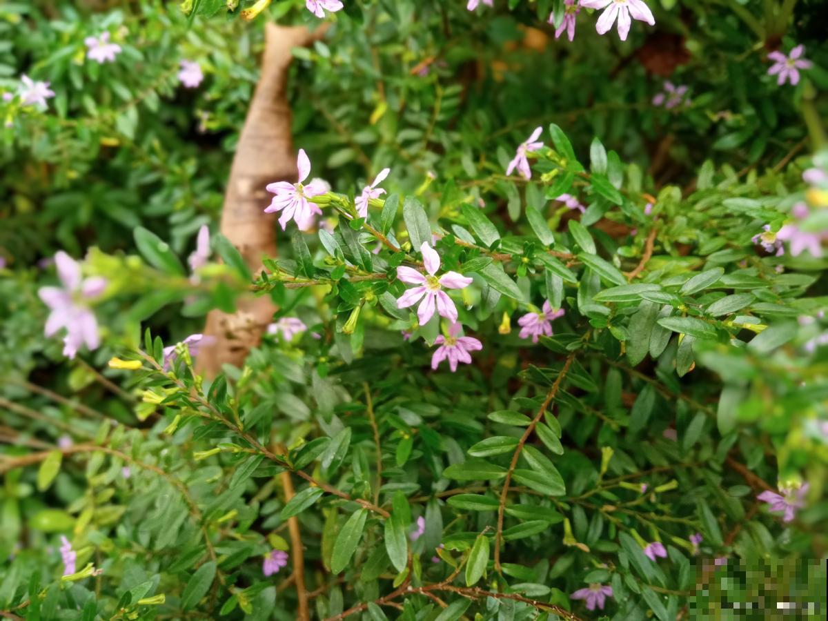 细叶萼距花怎么养