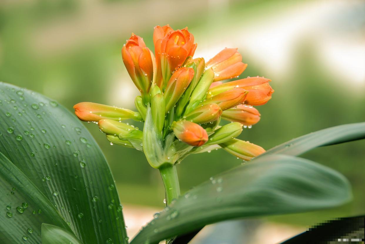 君子兰烂根后怎么处理生新根