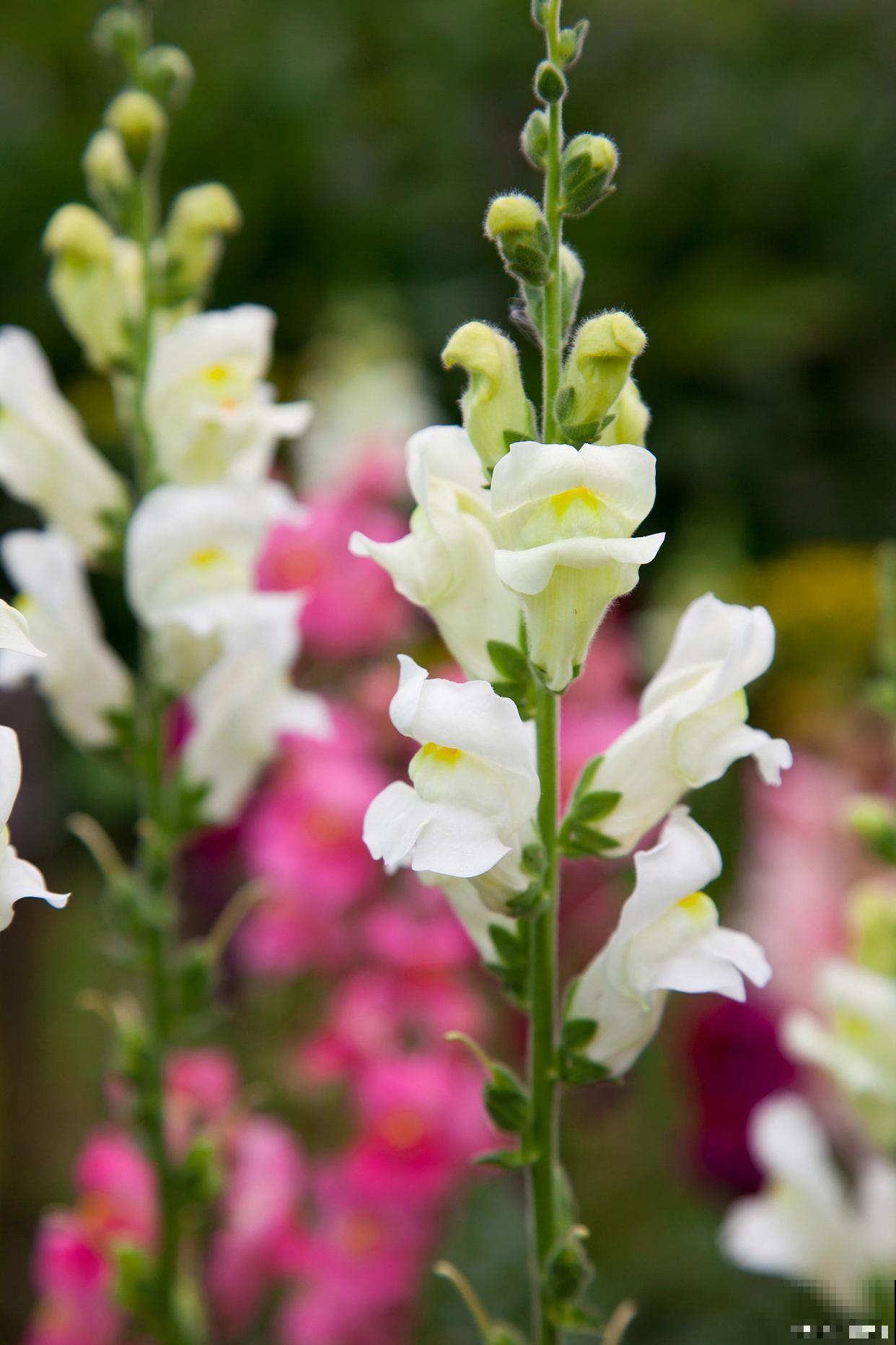 种什么花可以驱蚊子