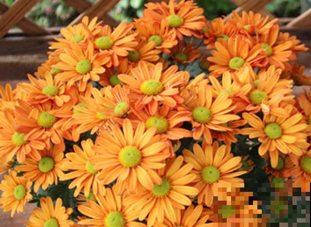 荷兰菊叶子发黄，主要和这4点有关，及时处理还有救