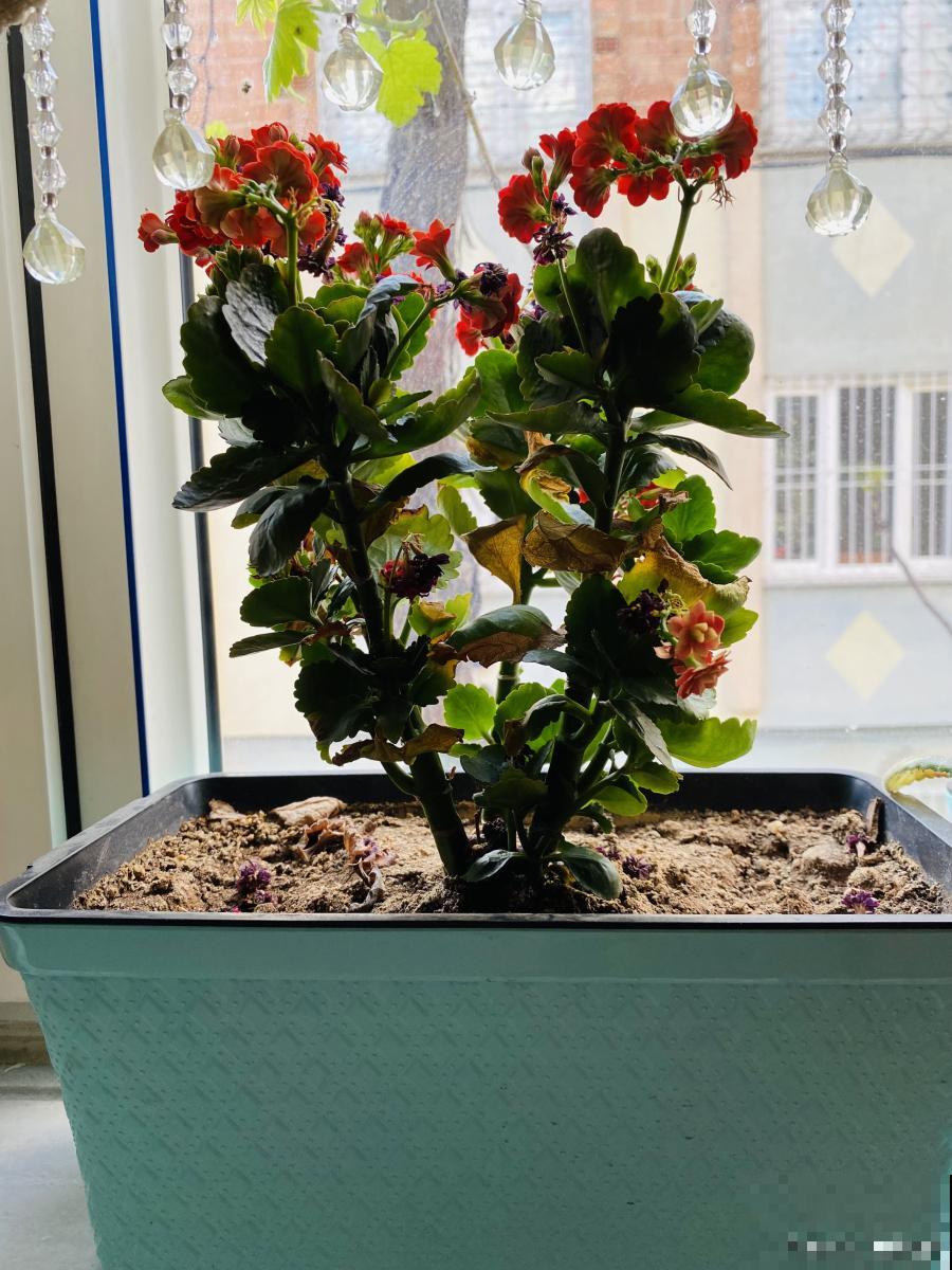 长寿花怎么换盆换土