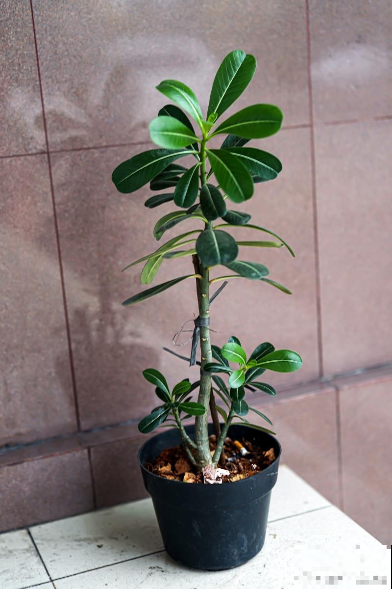 鹅掌柴用什么肥料 鹅掌柴用什么肥料