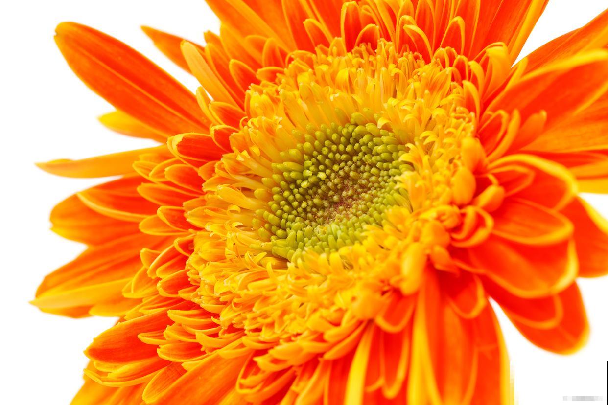 非洲菊为什么叫扶郎花 非洲菊为什么叫扶郎花