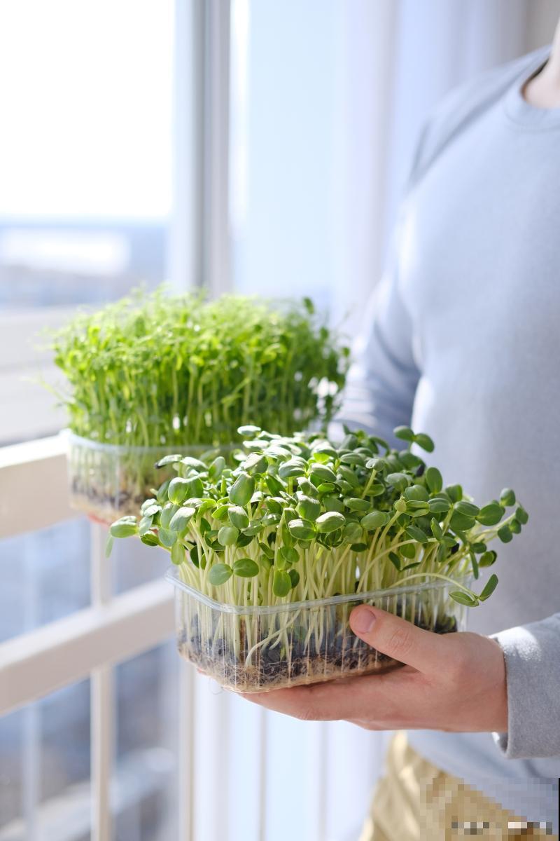 水培芽苗菜种植方法