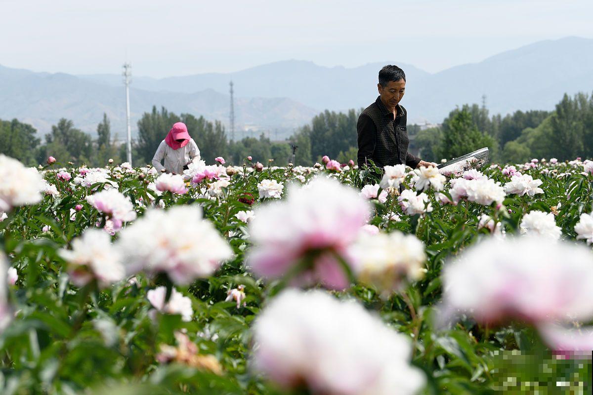 春天栽的牡丹怎样才能开花