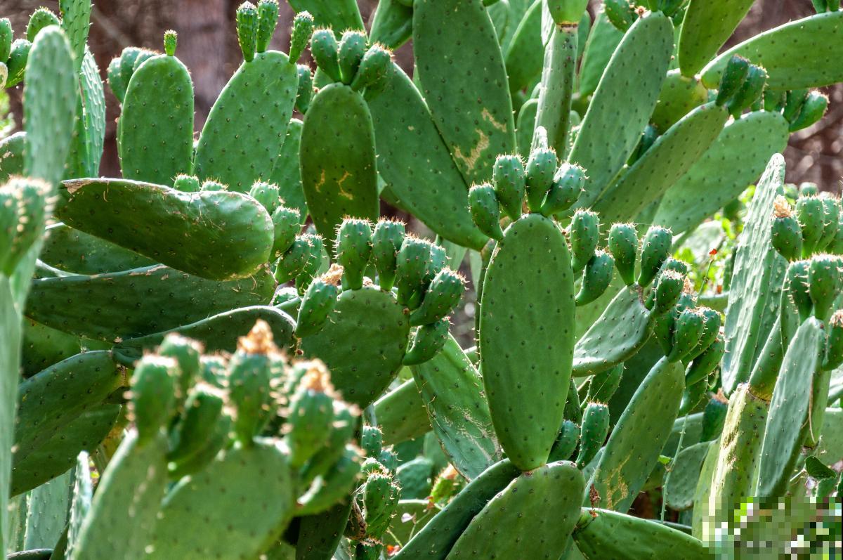 山影拳怎么养容易长大