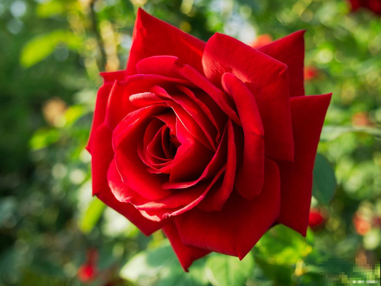 花坛花卉有哪些？