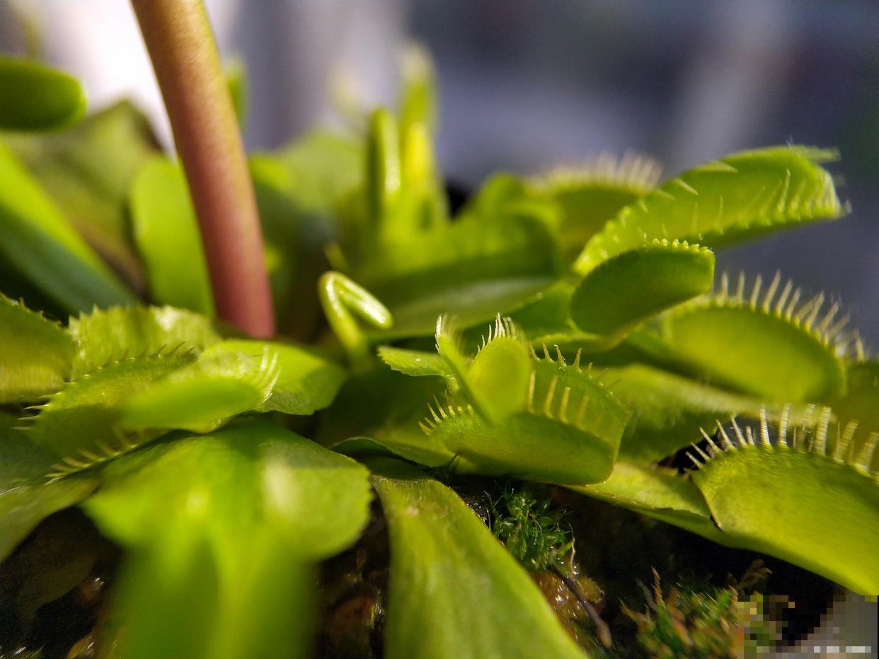 捕蝇草如何繁殖？