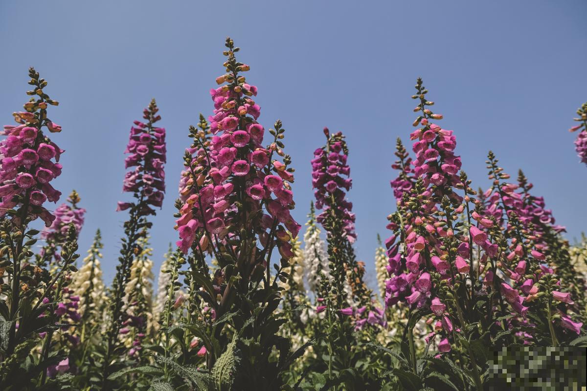 鲁冰花叶子枯萎蔫了怎么办 鲁冰花叶子枯萎蔫了怎么办