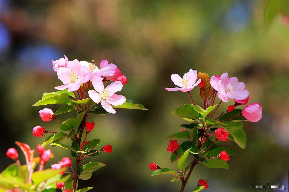 什么花是在夏天开的
