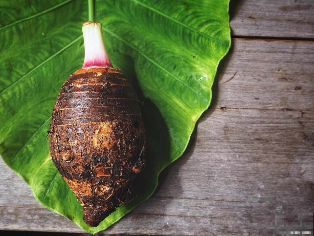 观叶的花卉有哪些