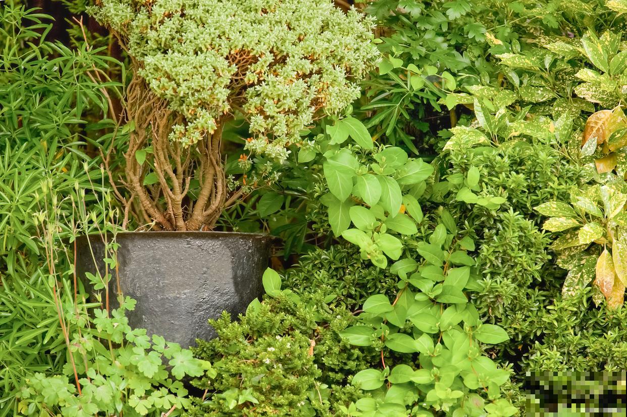 黄荆盆景的养殖方法和注意事项 黄荆盆景的养殖方法和注意事项