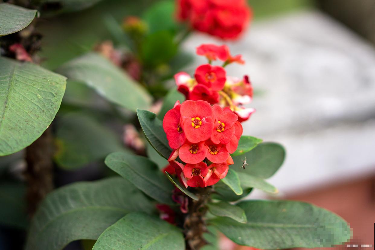 刺梅怎么修剪的? 刺梅怎么修剪的?