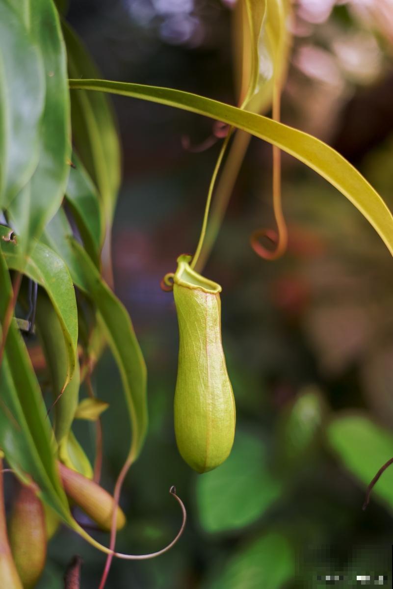 怎么养殖猪笼草？