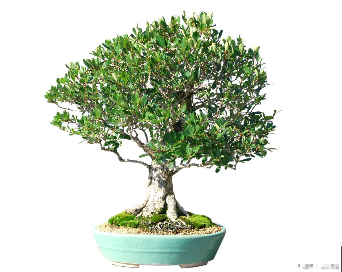 黄杨盆景如何修剪 黄杨盆景如何修剪