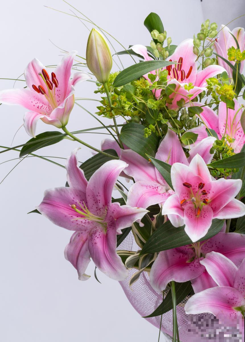 云南的花有哪些？