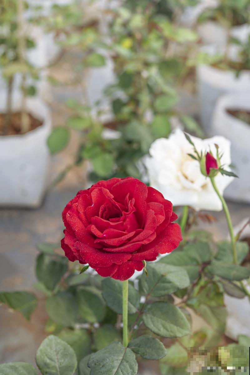 月季春天注意什么