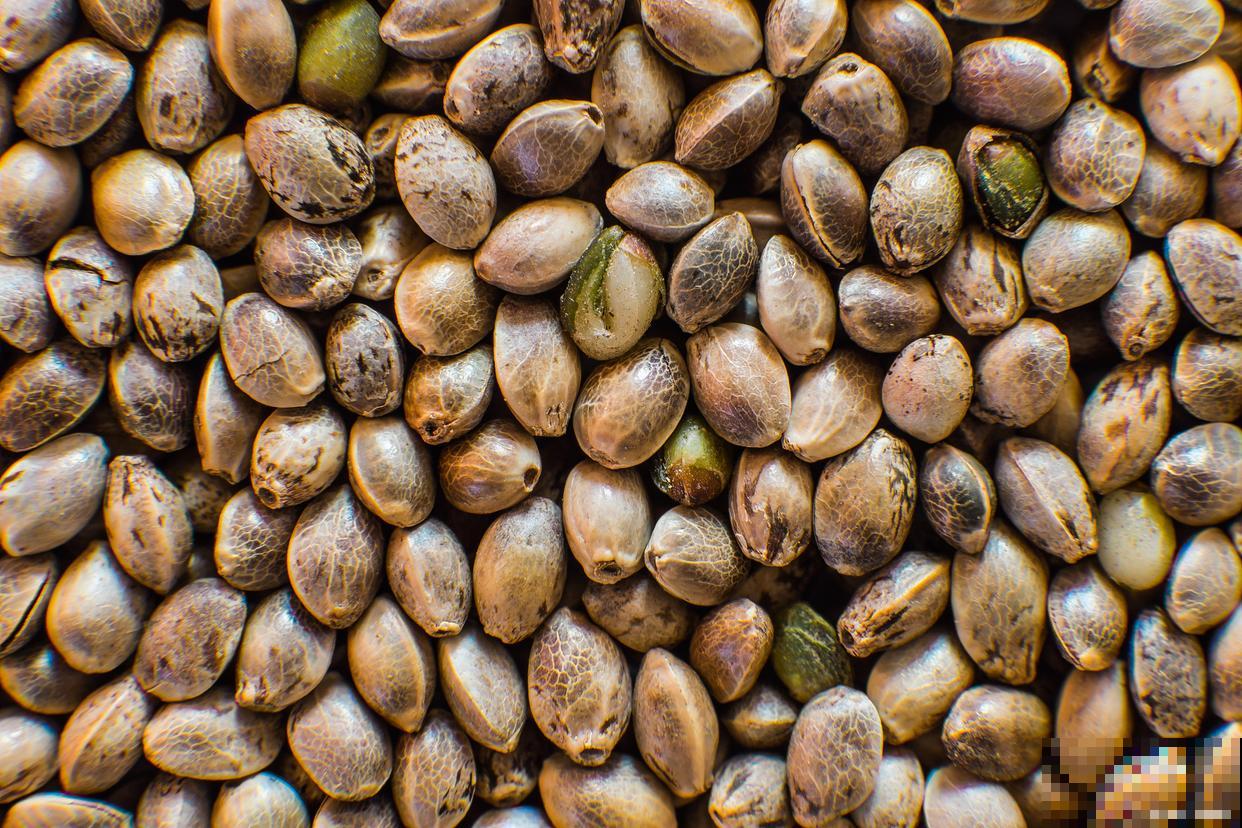 板栗种植时间和方法