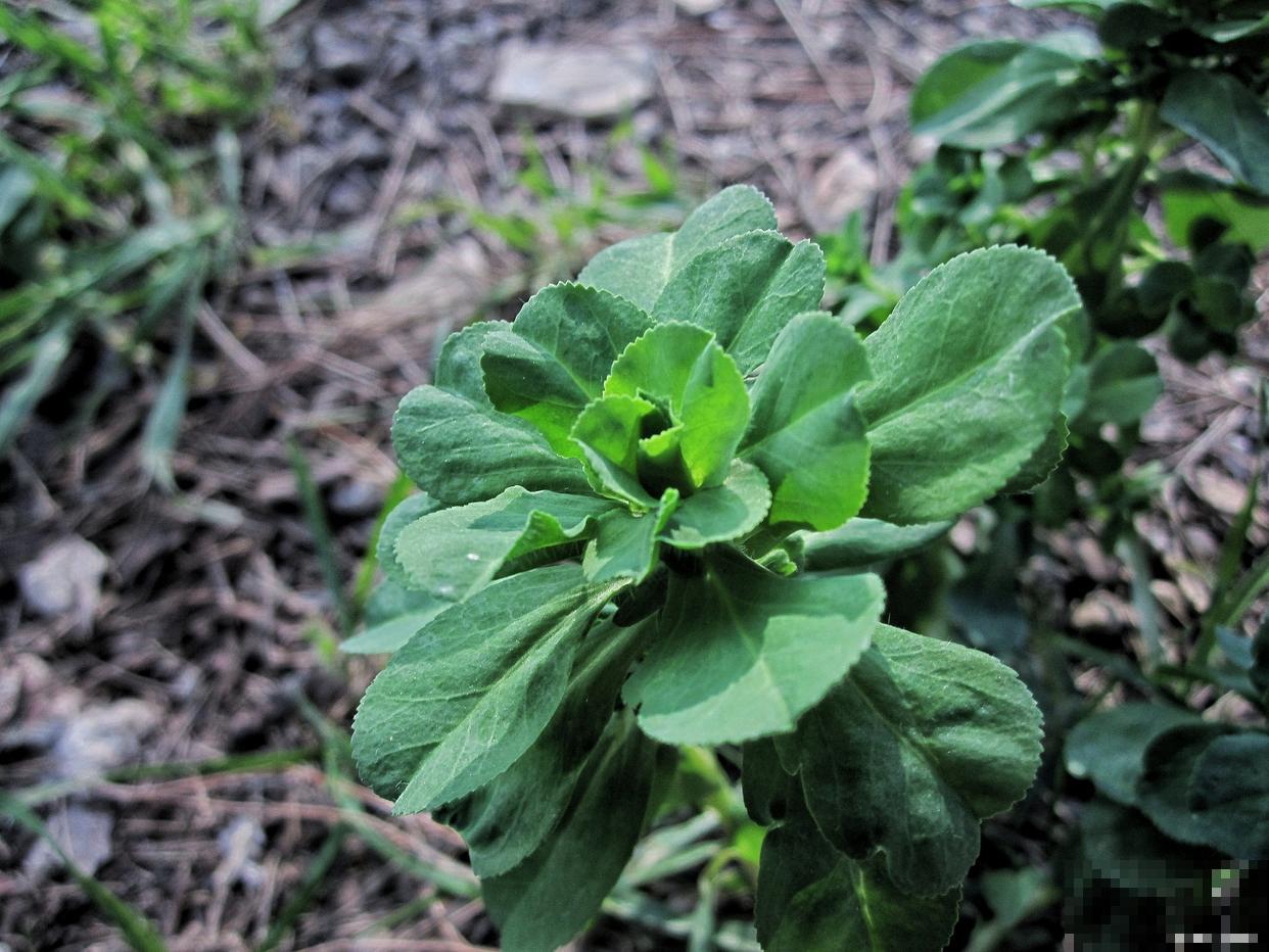 盆栽田七怎么养殖
