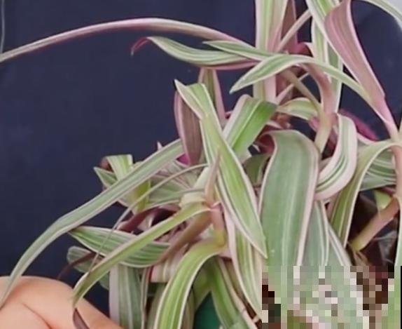 紫露兰养殖，要知道这5点，状态才能好