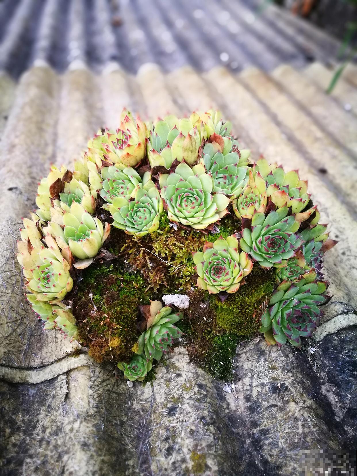 山地玫瑰怎么换盆