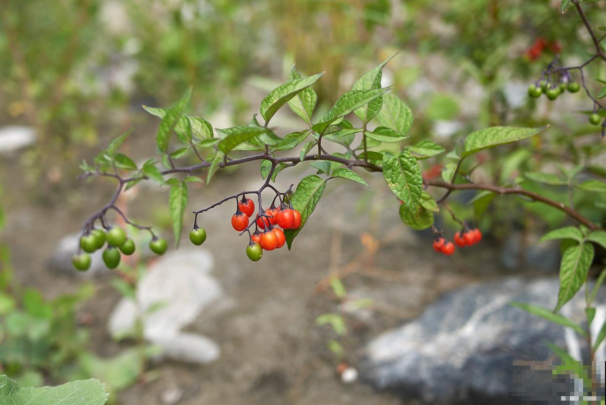老鸦柿养殖方法与管理