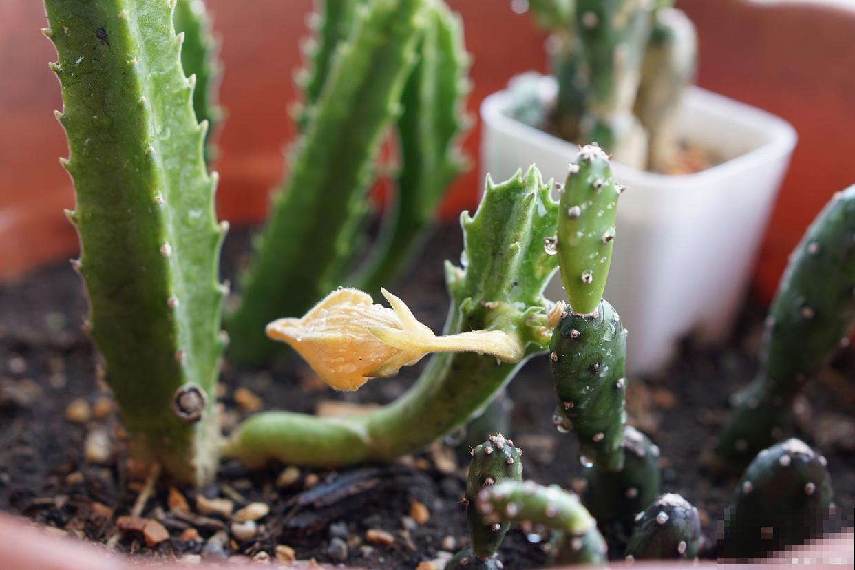 火龙果盆栽怎么不结果