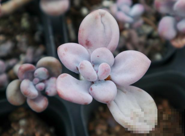 桃蛋变绿了,要想养好看,这3点要知道 桃蛋变绿了,要想养好看,这3点要知道