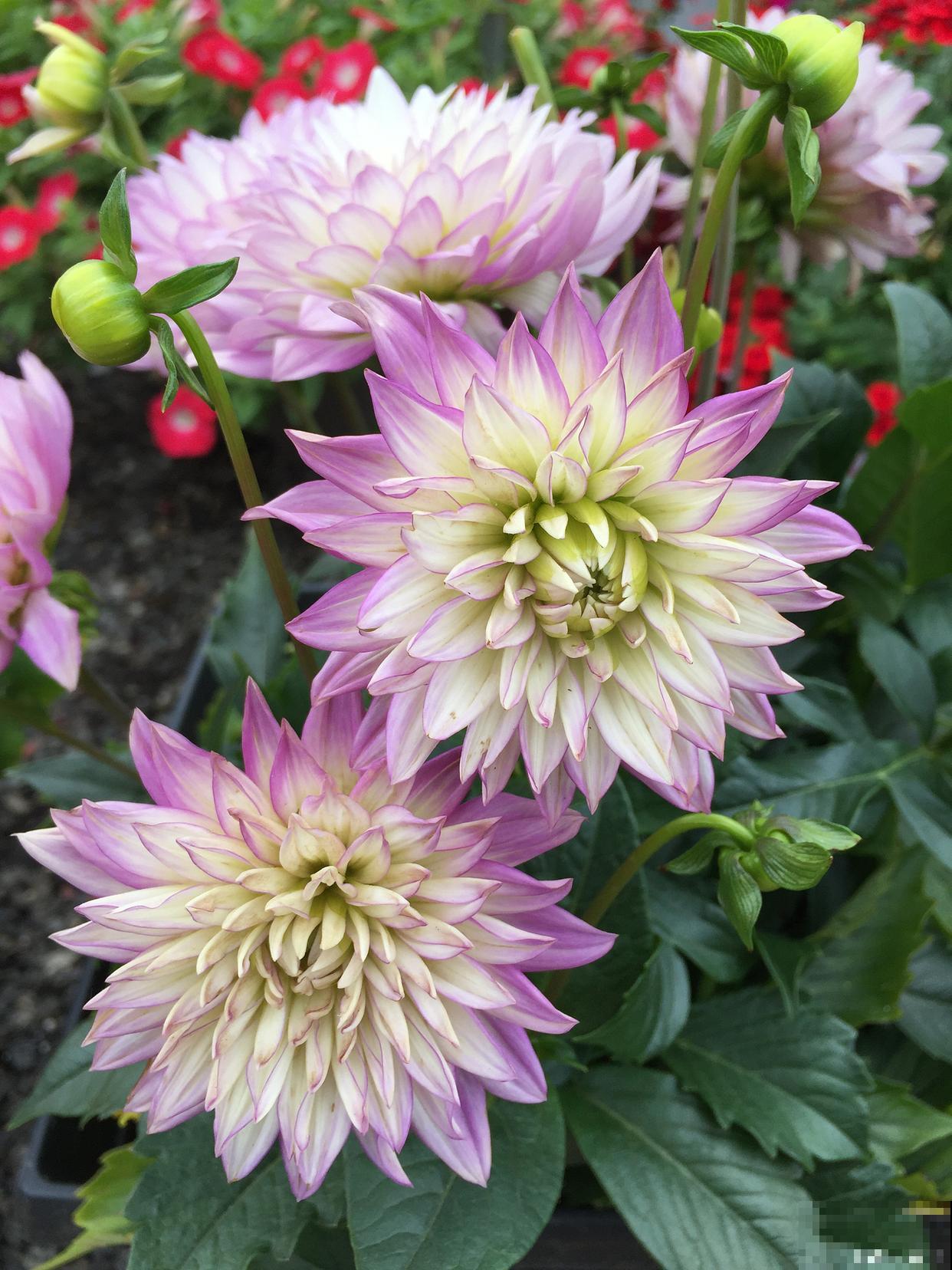 大丽花如何种植? 大丽花如何种植?