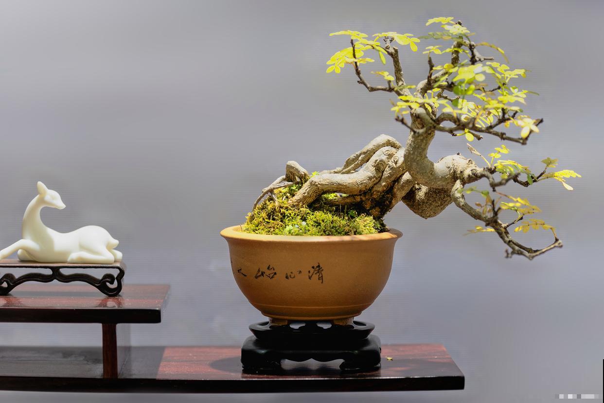 如何给盆景施肥？