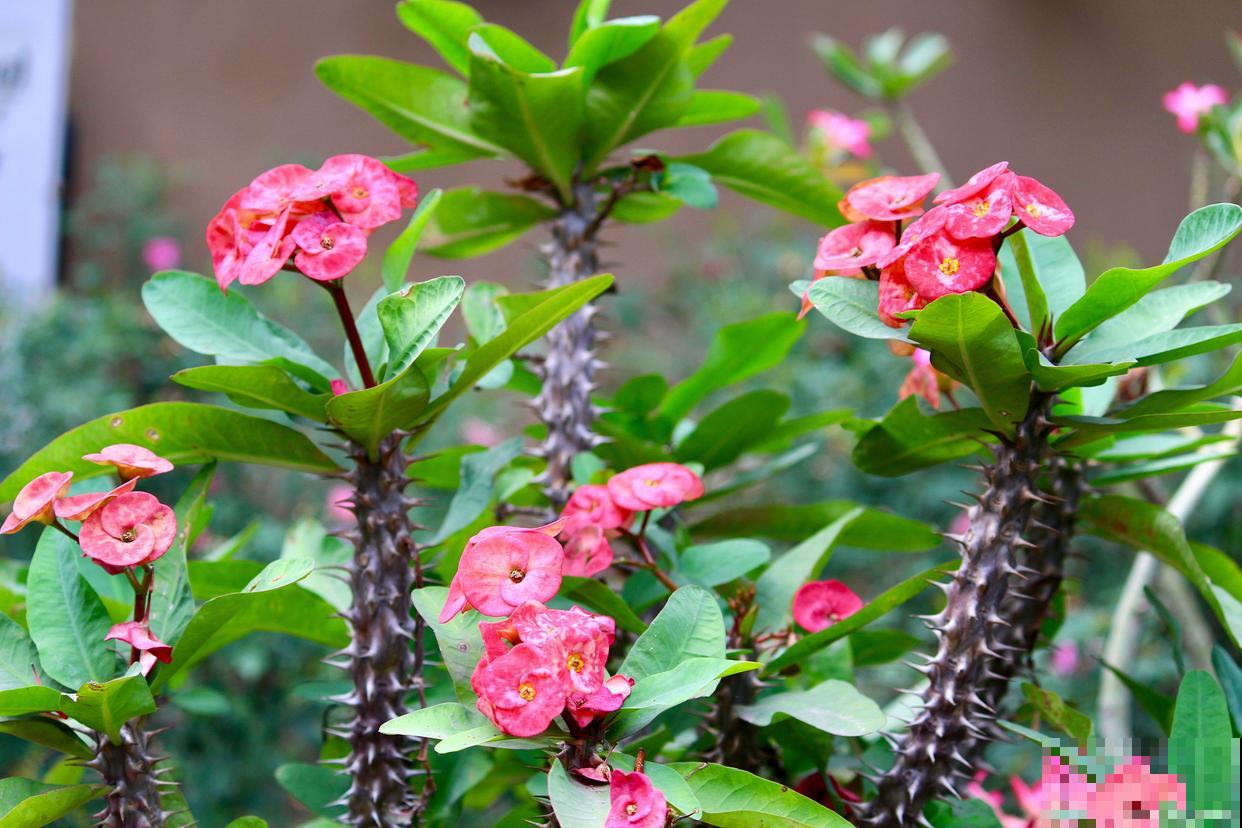 刺梅叶子发黄怎么办