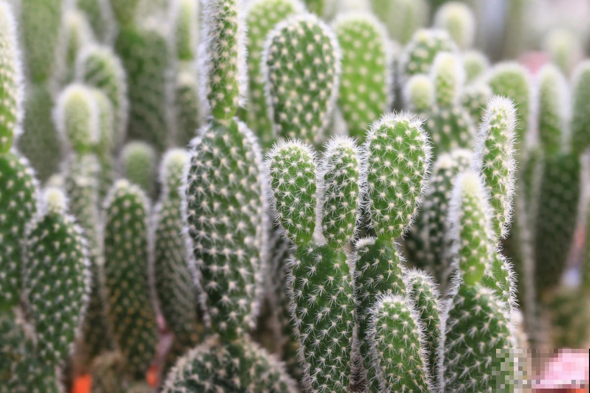 仙人掌为什么会烂掉