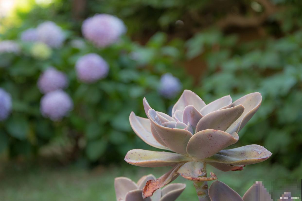 桃美人怎么养胖？