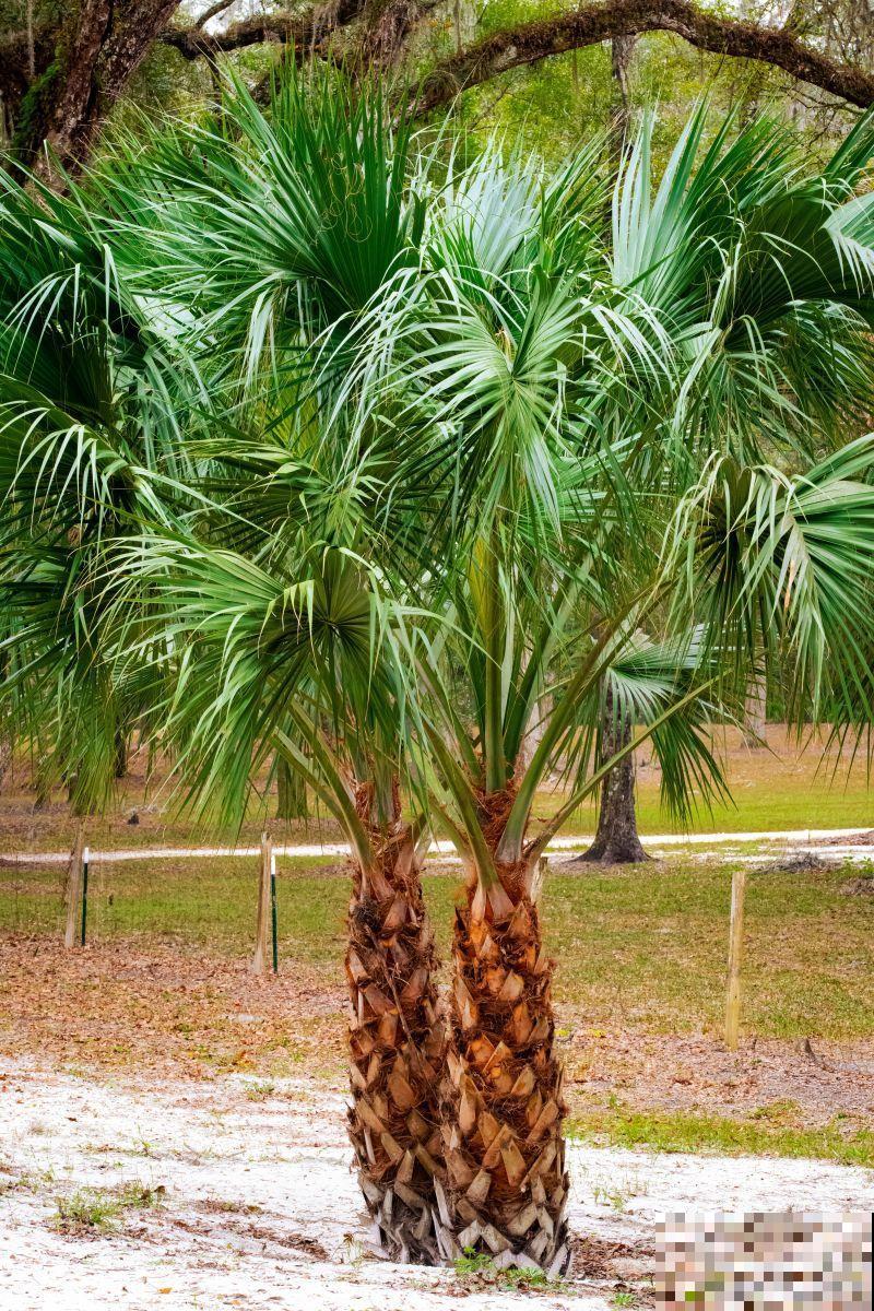 棕榈植物有哪些？