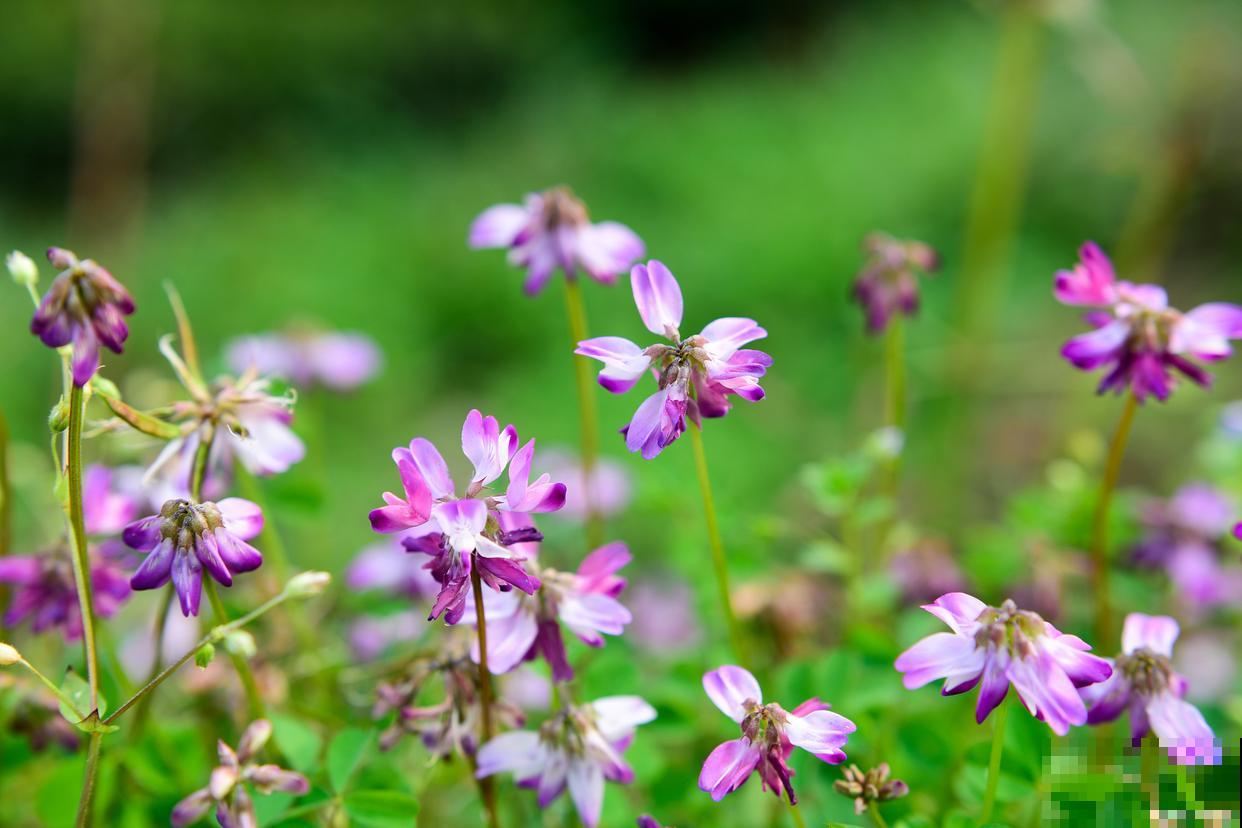 紫云英怎么种植？