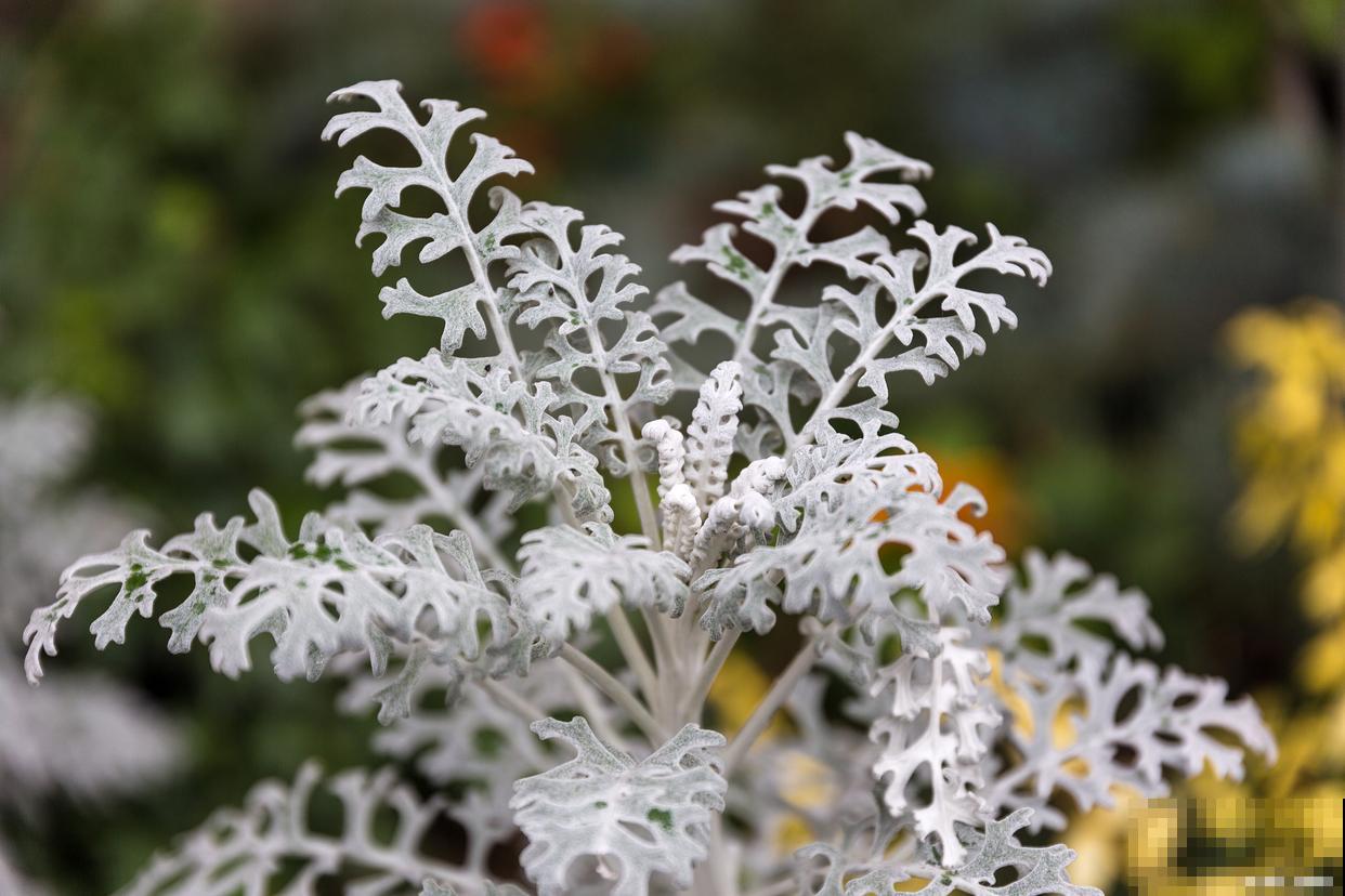耐寒的盆栽花卉有哪些